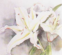 White Lilies